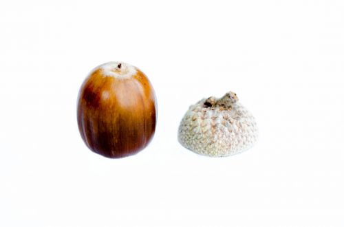 Acorn On A White Background
