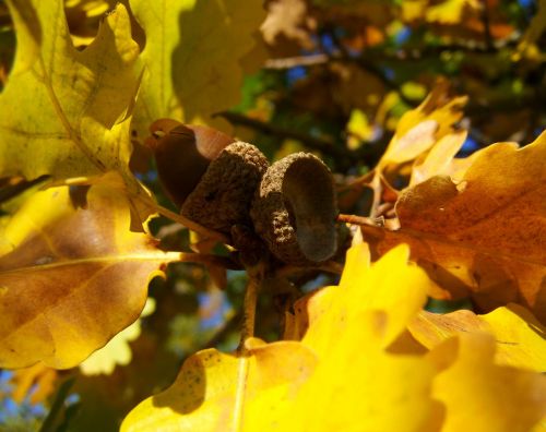 acorns yellowed oak leaves autumn