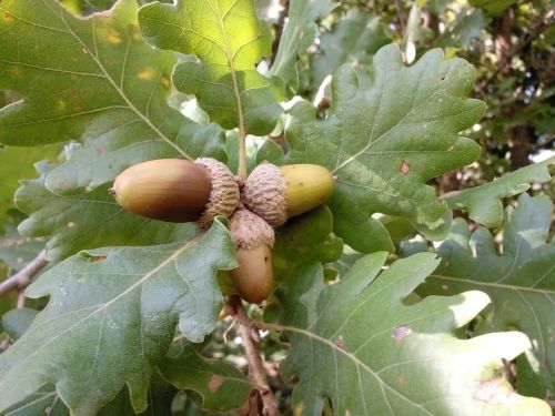 acorns plant tree