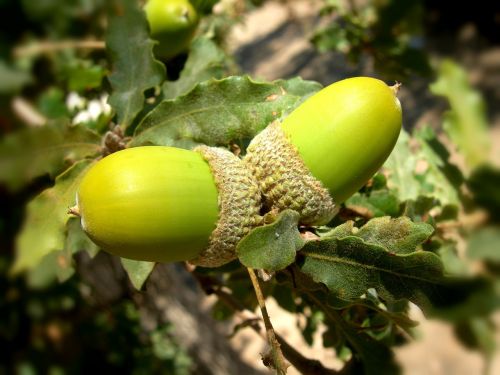 acorns oak tree