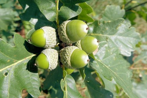 acorns oak leaves oak