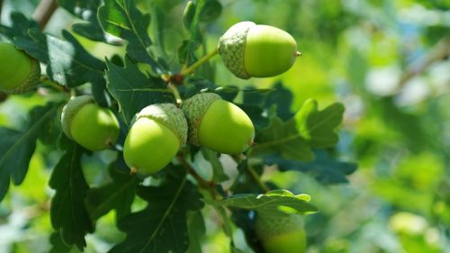 acorns fruit quercus buchengewächs