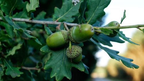acorns oak tree nature