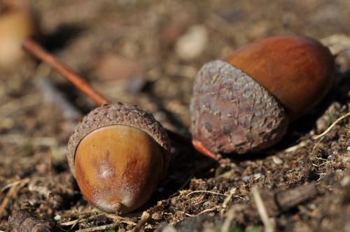 acorns autumn decoration