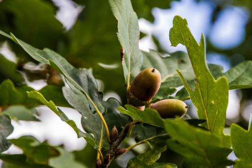 acorns oak b
