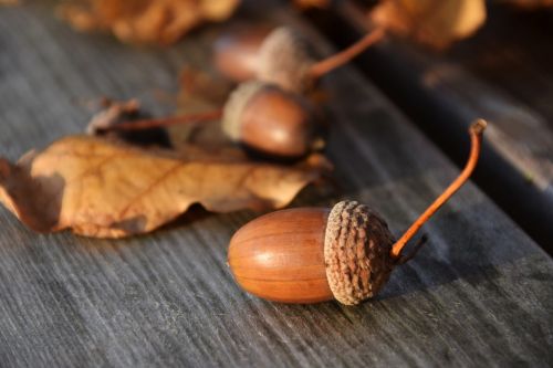 acorns nature autumn