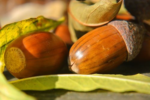 acorns macro close