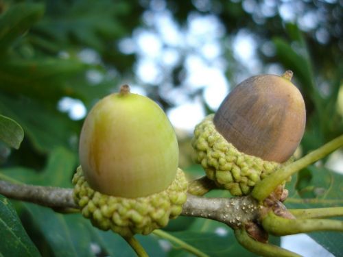 acorns nuts pair