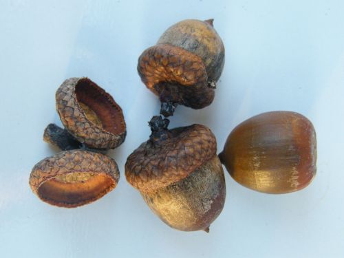 acorns fruits brown