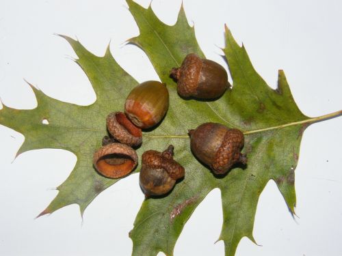 acorns fruits brown