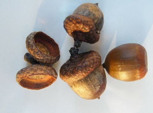 acorns fruits brown