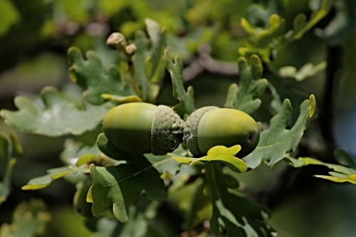 acorns acorn oak leaves