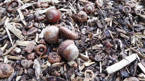 acorns forest floor autumn