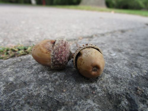 acorns sidewalk autumn