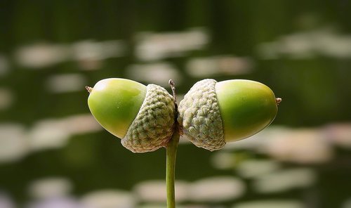 acorns  nature  oak