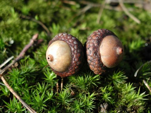 acorns seeds cores