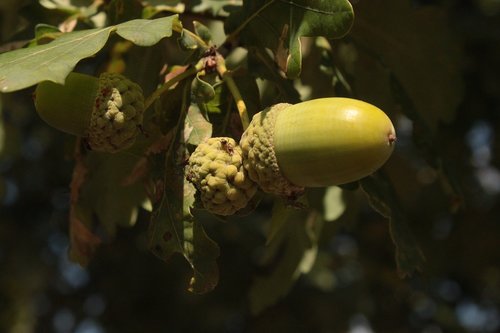 acorns  oak  summer