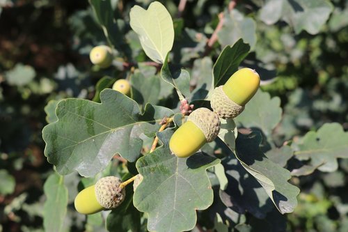 acorns  nature  acorn