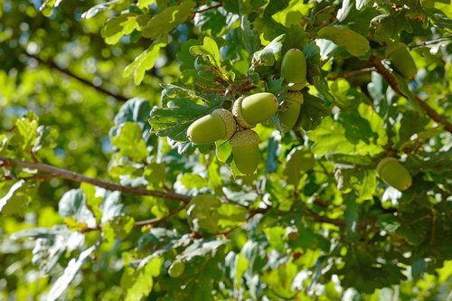 acorns  acorn  nature