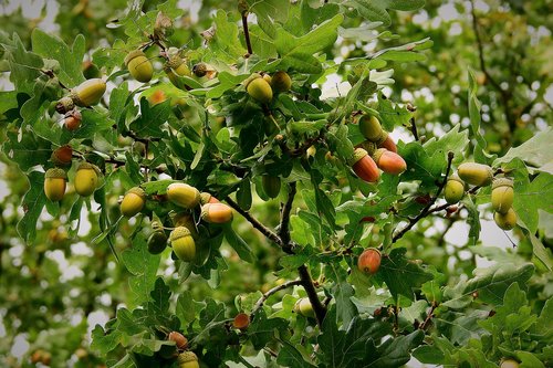 acorns  mature  tree