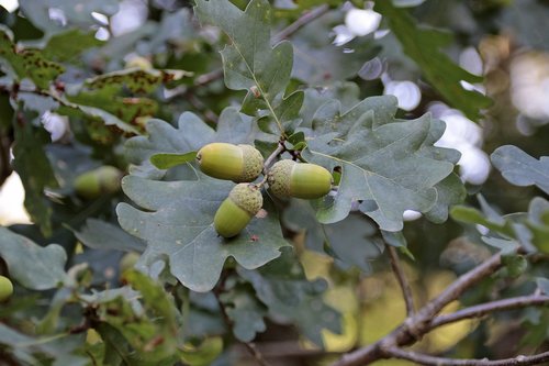 acorns  tree  fruit