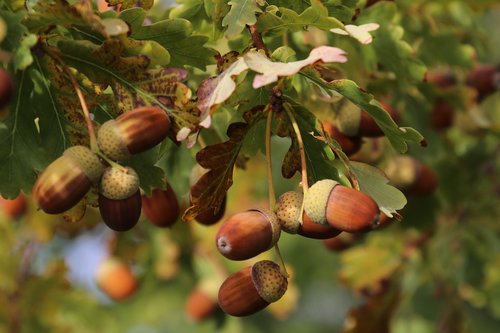 acorns  oak  foliage