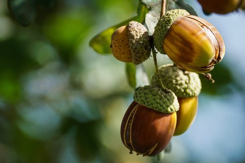 acorns  fruit  oak