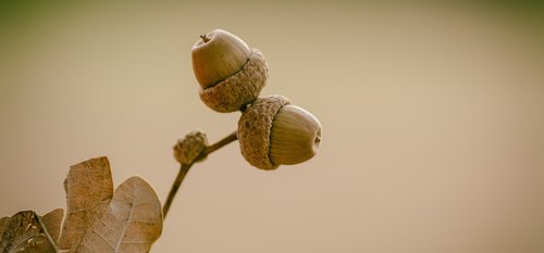 acorns  oak  nature