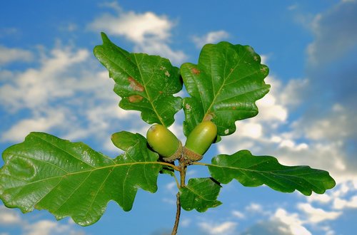 acorns  sky  clouds