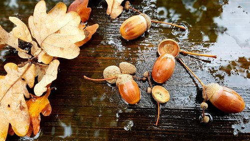 acorns  leaves  autumn