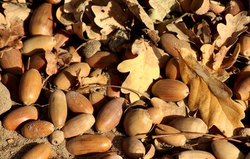 acorns  the fruit of the oak  autumn