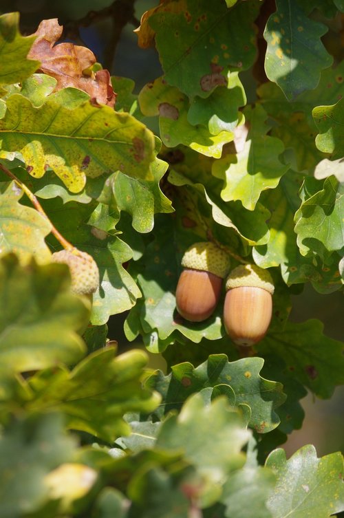 acorns  oak  fall
