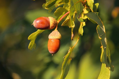 acorns  acorn  oak leaves