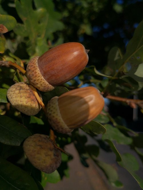 acorns  oak  nature