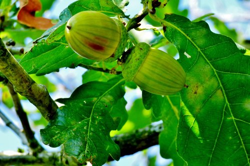 acorns  oak  autumn