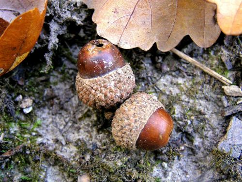 acorns seeds leafs