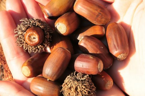 acorns fall nut