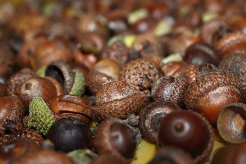 acorns fruits autumn