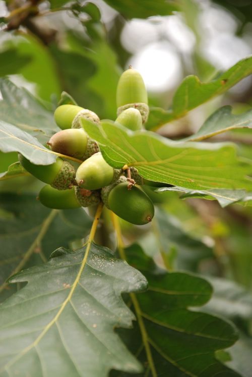 acorns autumn decoration