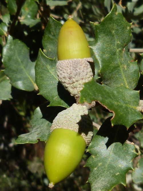 acorns encina fruit
