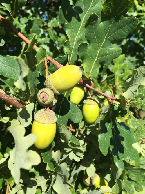 acorns oak fruits