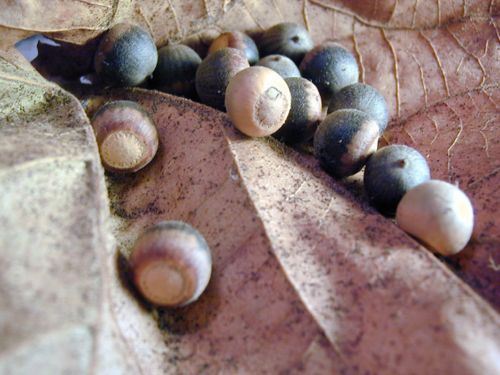 Acorns On Leaf