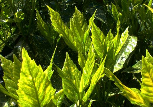 actinidia green leaf