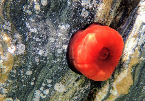 actinie red tomato of the sea sea anemone