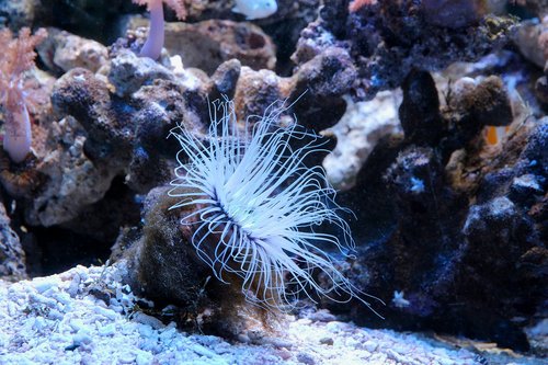actinium  anemone  sea anemone