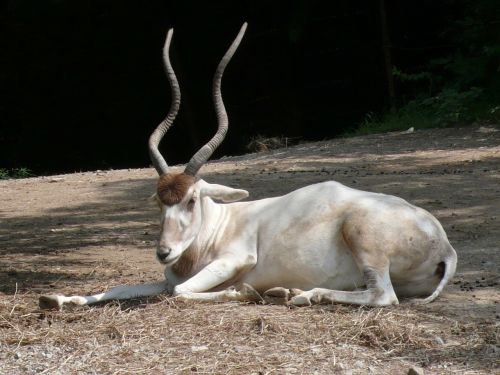 addax antelope wildlife