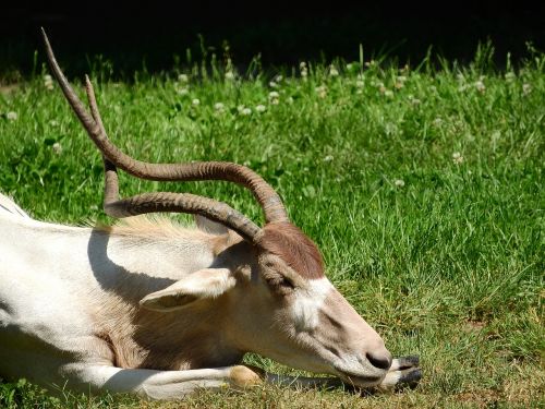 addax adax nasomaculatus long horns