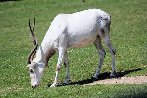 addax  the antelope  nubian