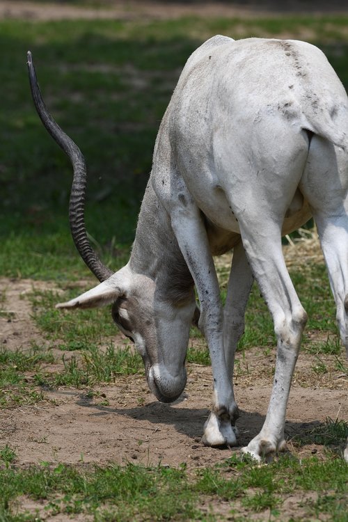 addax  horns  antelope