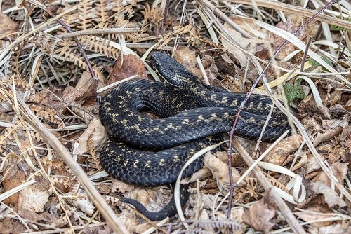 adder  snake  poisonous